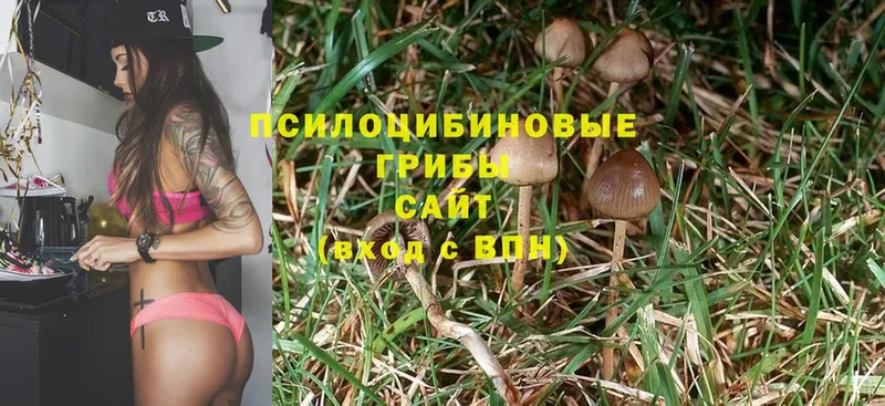 Псилоцибиновые грибы MAGIC MUSHROOMS  mega онион  Апшеронск 